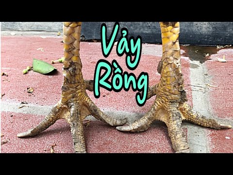 Gà Vảy Rồng 77Win - Khám Phá Thiên Đường Của Linh Kê